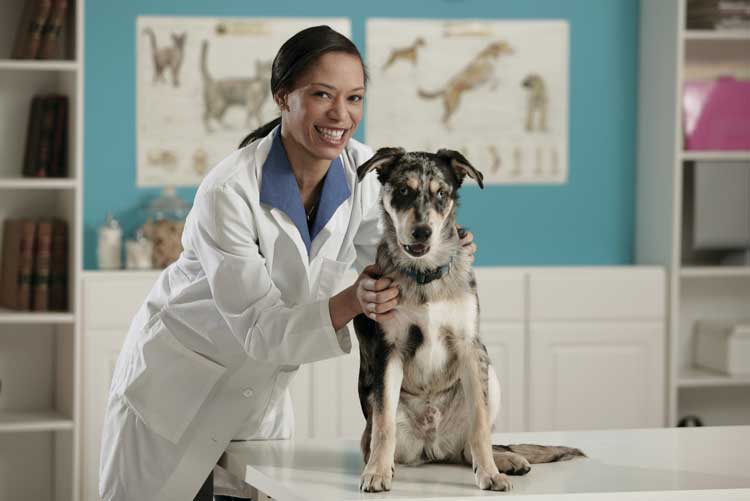 Veterinarian