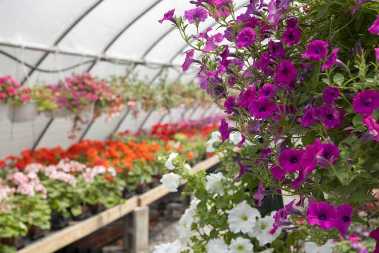 flowers-hanging-basket-greenhouse-nursery-119182605 Flowers in Greenhouse